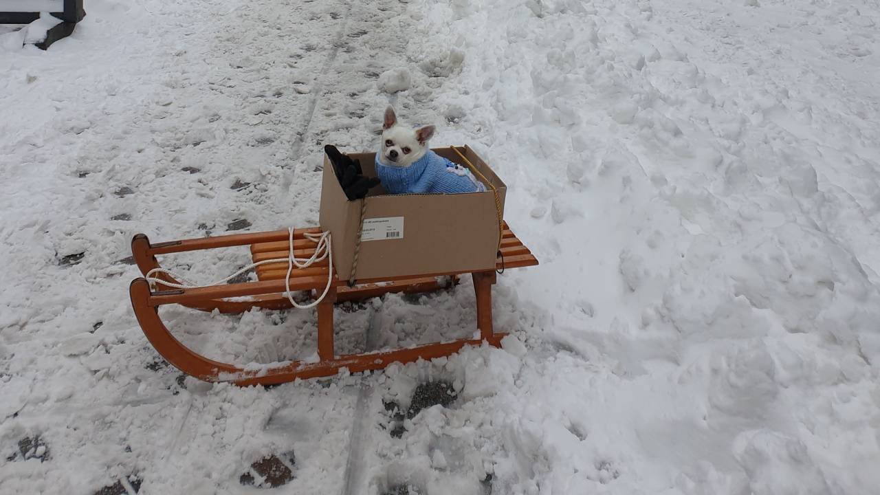 De hond uitlaten per slee (foto: Monique van Heugten).