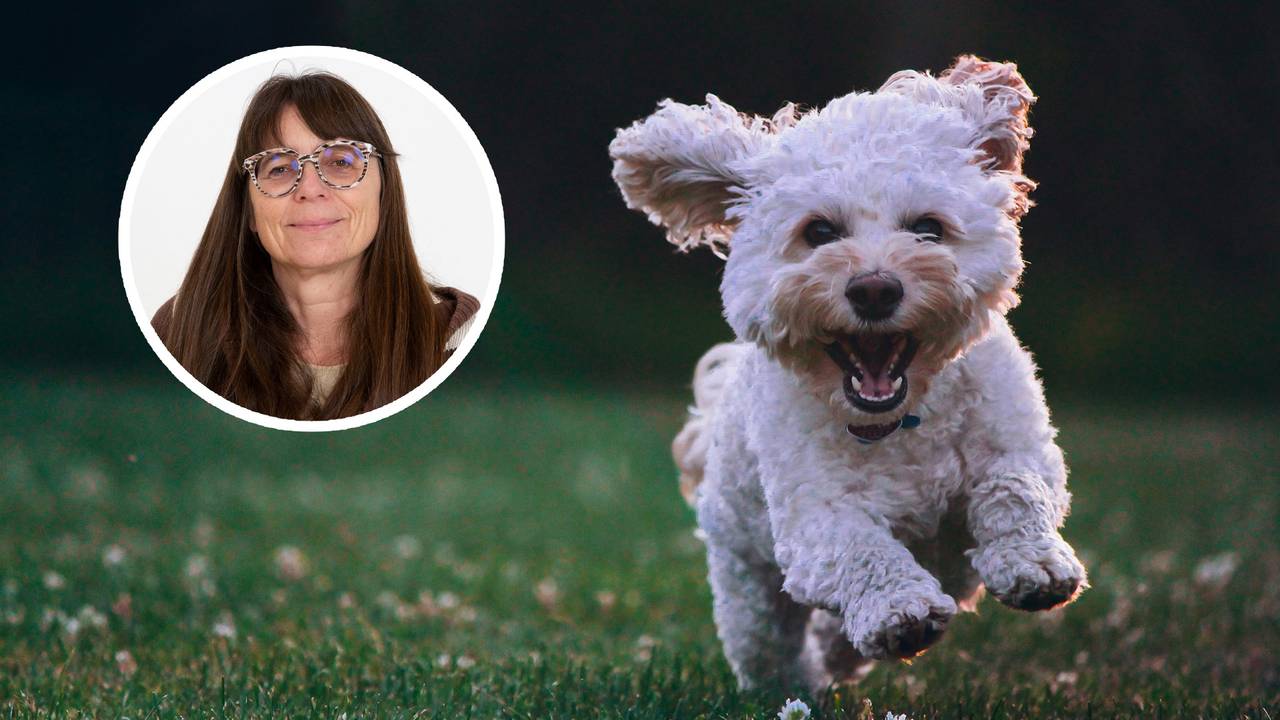 Voor een hond is rust en regelmaat belangrijk, zegt Anette (foto: eigen foto / Unsplash)