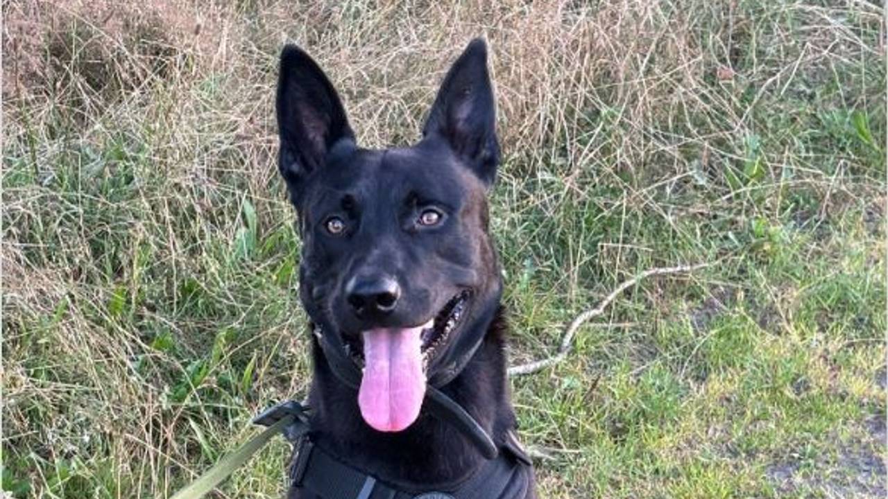 Politiehond Jake kon een van de motorendieven terugvonden (foto: Instagram politiehonden Zeeland-West-Brabant).