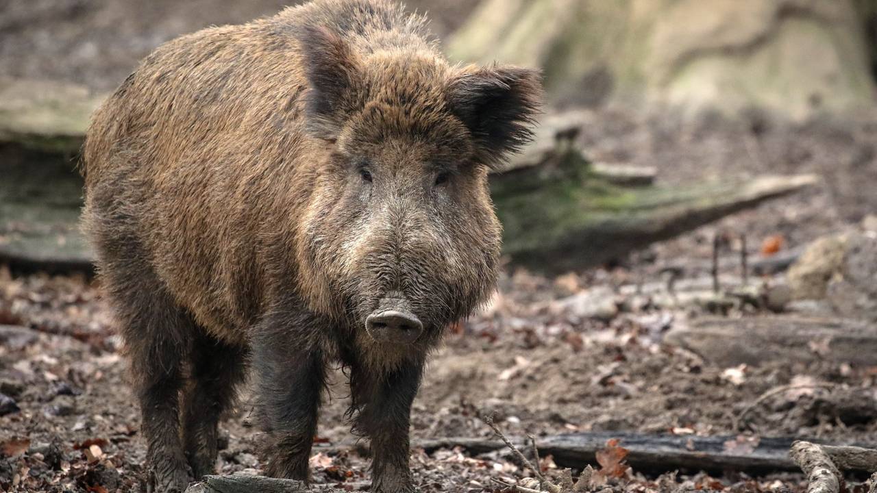 Wild Zwijn (Archieffoto: ANP)