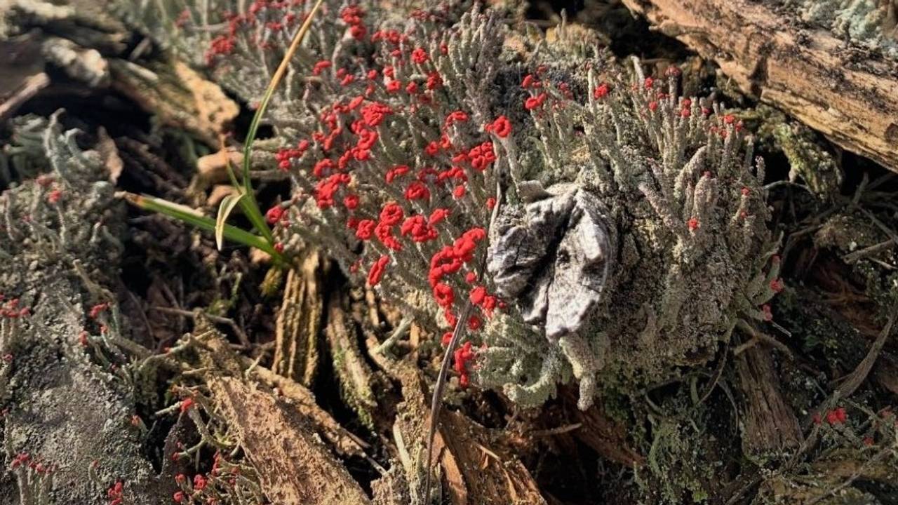 Rode heidelucifer behoort tot de bekertjesmosfamilie (foto: Harrie Brokken).