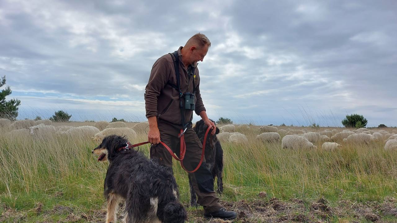 Schaapsherder Riaan Strijdom ziet samen met andere herders de kosten voor het onderhoud van schaapskuddes stijgen (foto: Omroep Brabant).