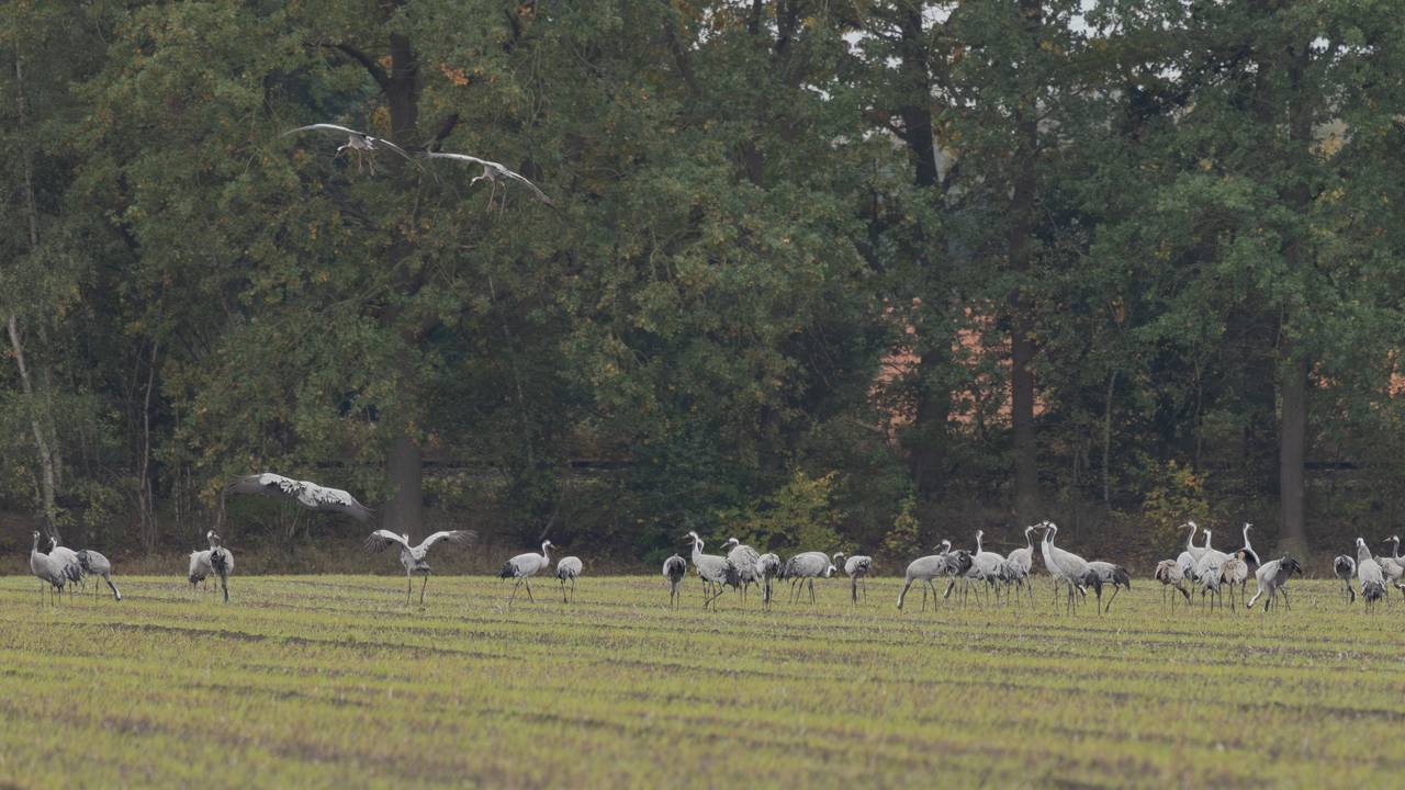 Kraanvogels opvallend lang in Brabantse Peel: ‘Dat zie je niet vaak’