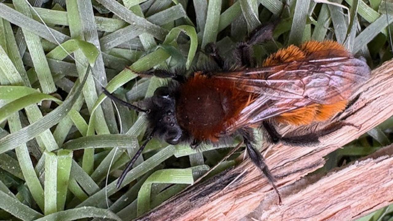 Een opvallende zandbijensoort, het vosje (foto: Cathrien Beijer).