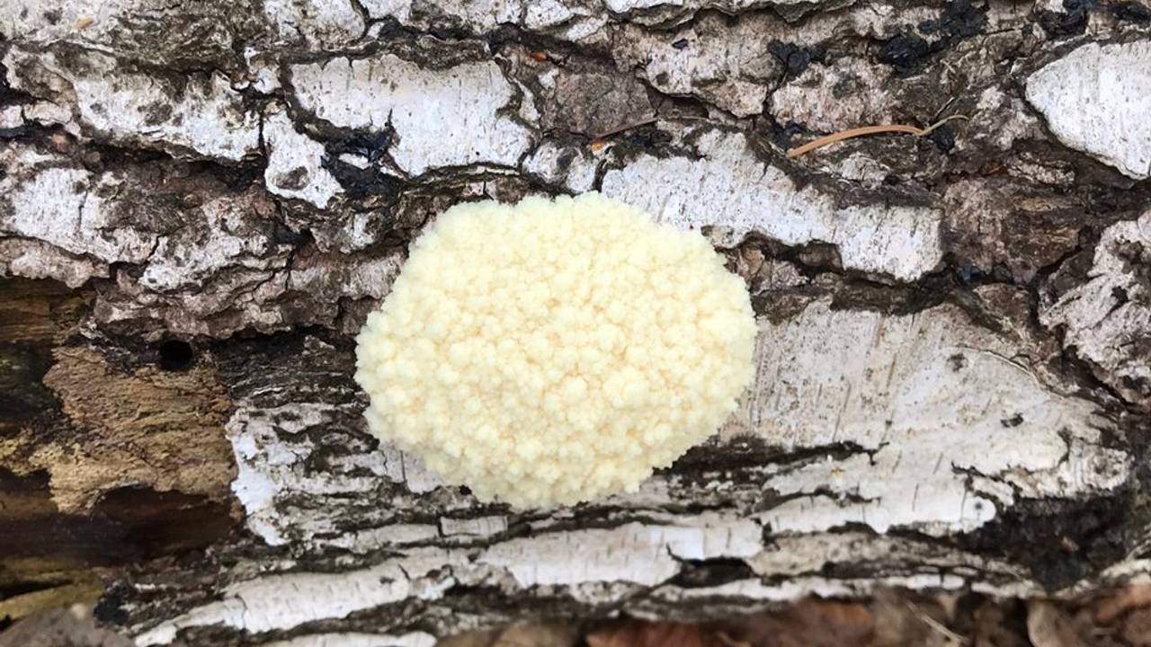 Boompuist op een berkenstam