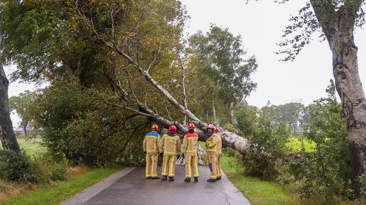 Boom op de weg in Deurne (foto: Harrie Grijseels/Persbureau Heitink).
