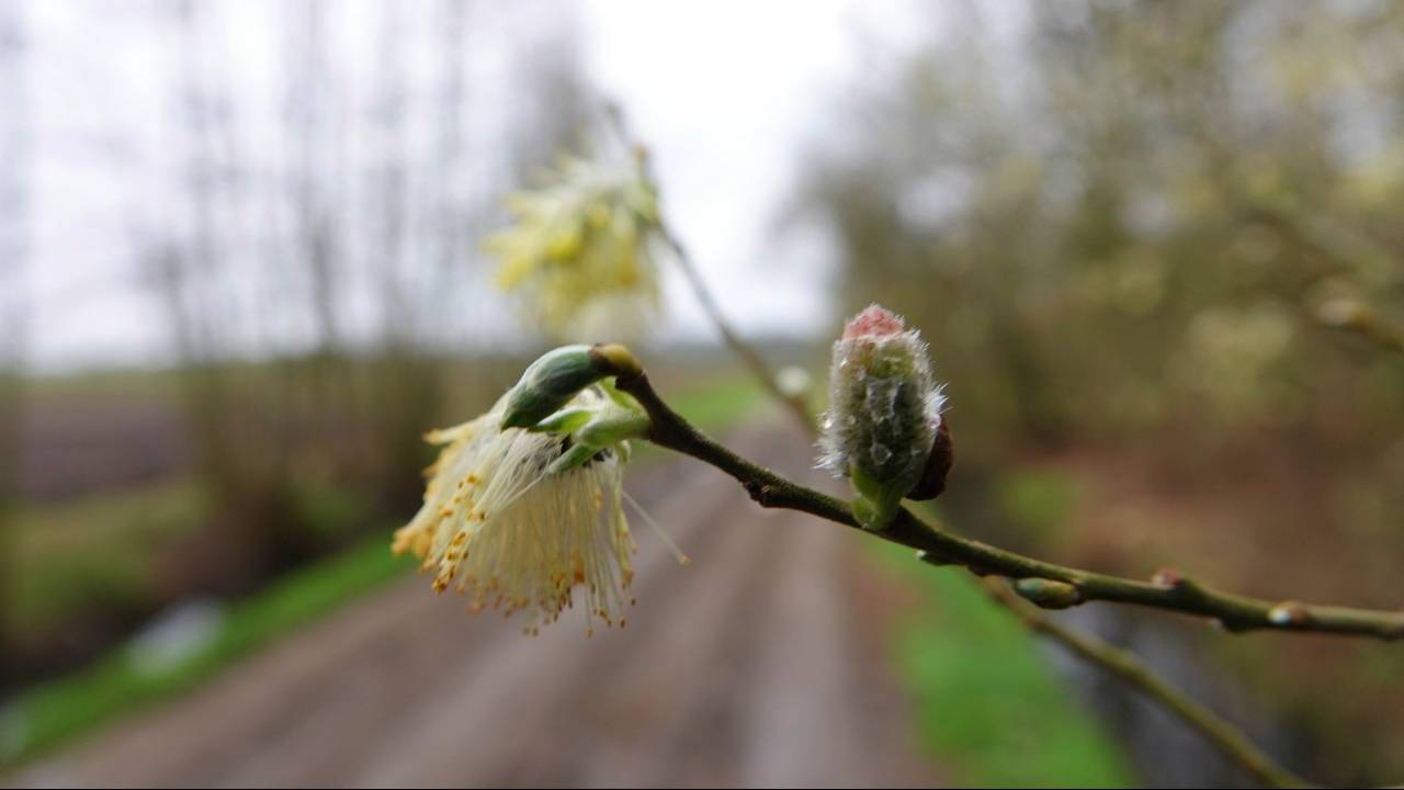 Een koude, grijsgroene ochtend in het zuidoosten van Brabant (foto: Ben Saanen).