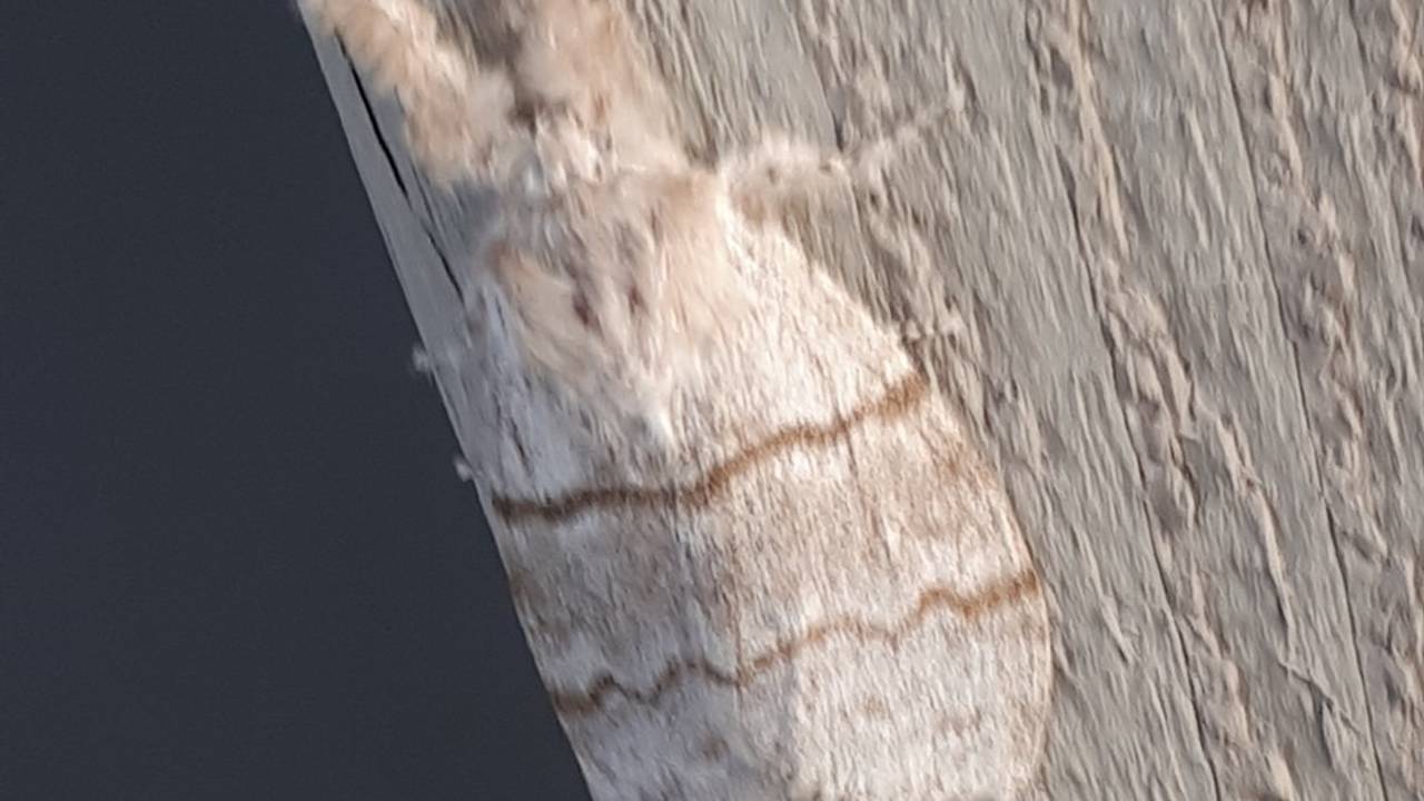 De nachtvlinder die de prachtige rups meriansborstel wordt (foto: Ria Boot).