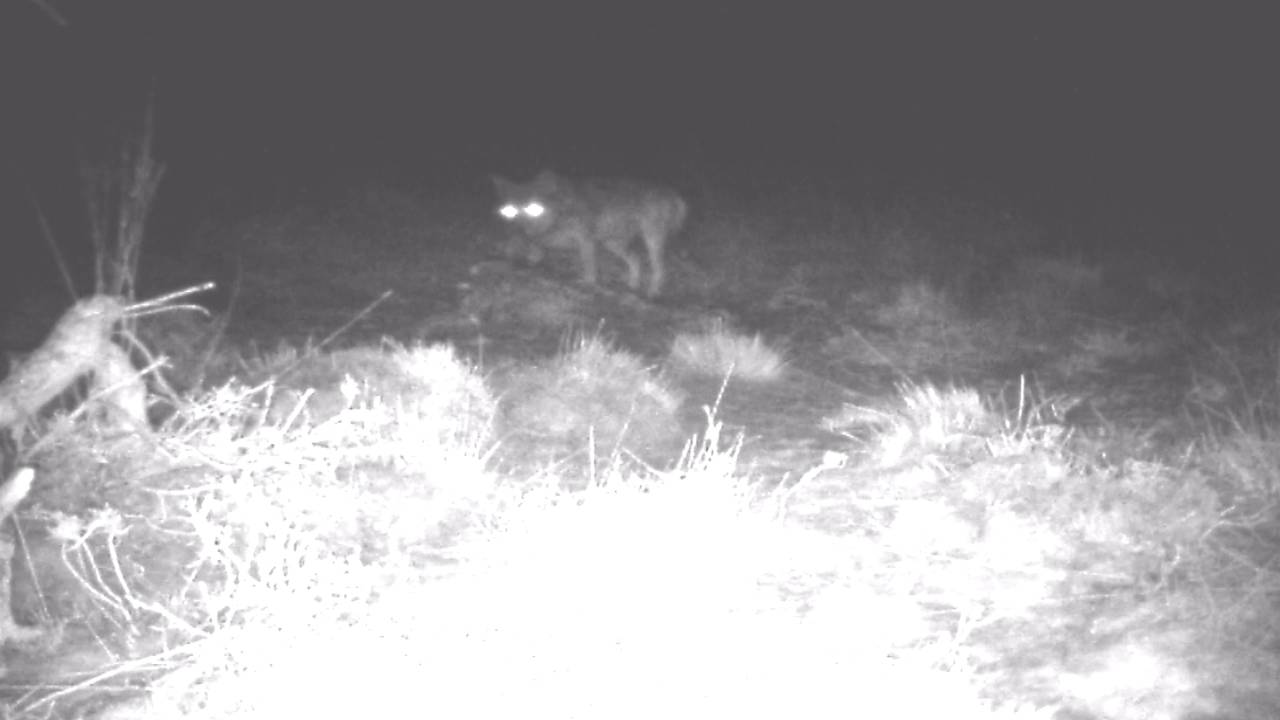 De wolf van de Strabrechtse Heide (foto: NOS)