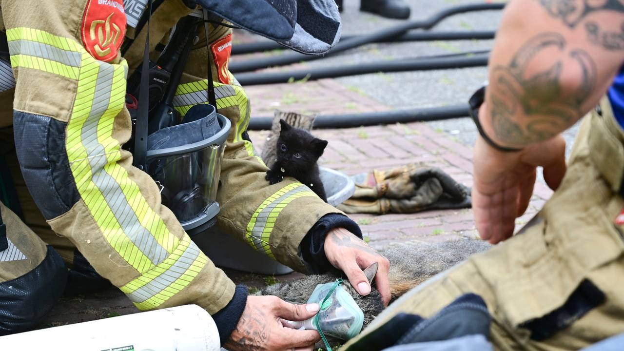 Uit het huis in Breda werden vijf kittens en een poes gered (foto: Perry Roovers/SQ Vision).