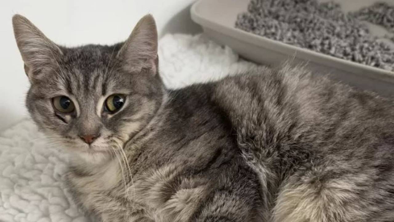 De poes die uit haar lijden moest worden verlost (foto: ROZE).