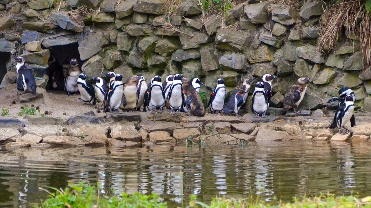 Pinguïns in de Beekse Bergen (foto: Beekse Bergen)