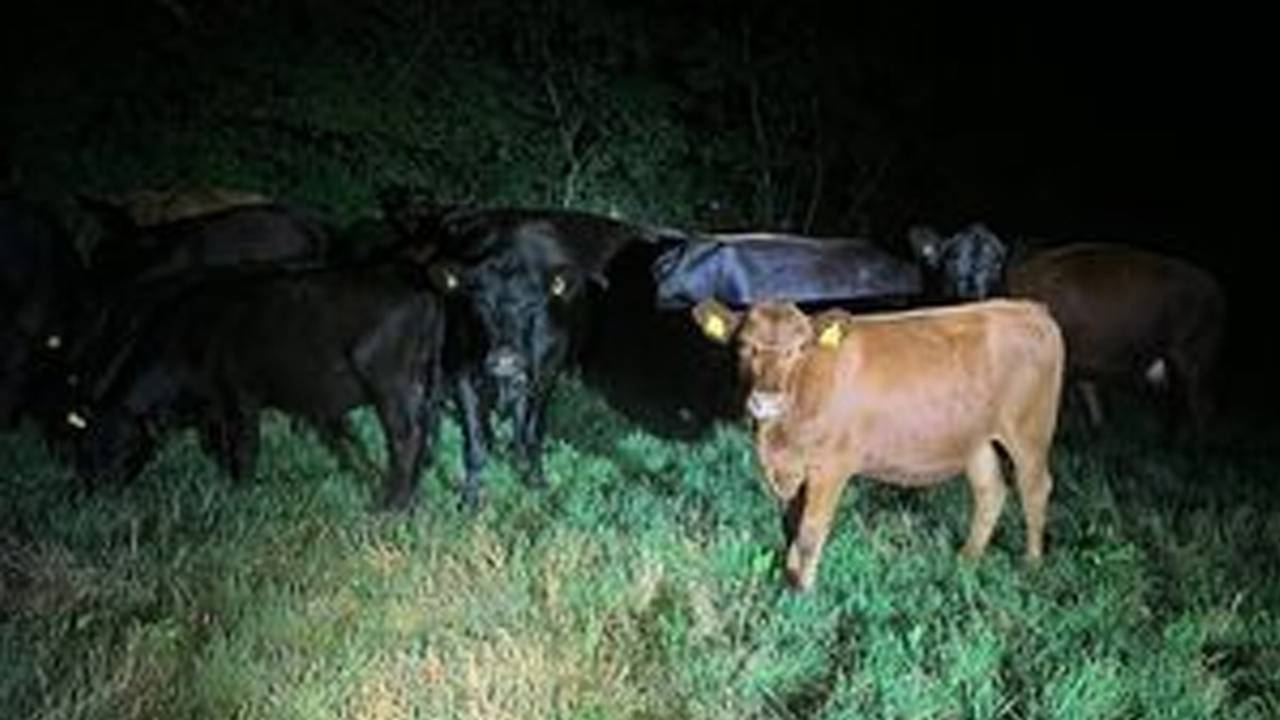 Een deel van de koeien die zaterdagavond tussen Best en Boxtel de weg kwijt waren (foto: politie Best/Oirschot).
