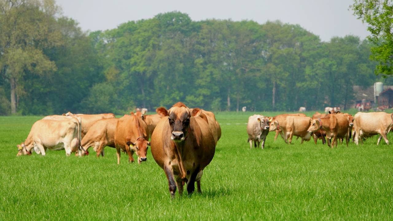 Grote in de Peel over 'maximaal aantal koeien per hectare weiland' Omroep Brabant