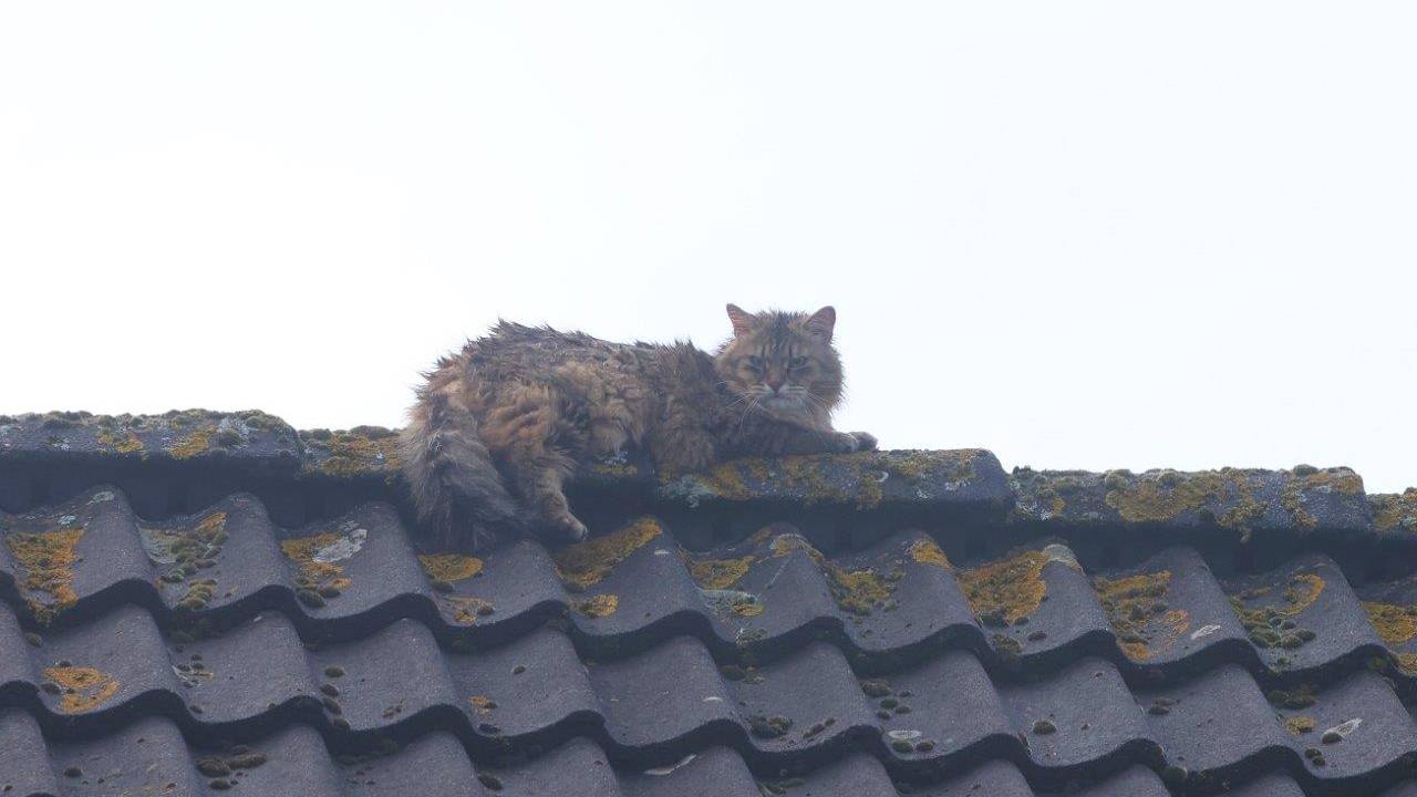 Foto: Bart Meesters / SQ Vision.