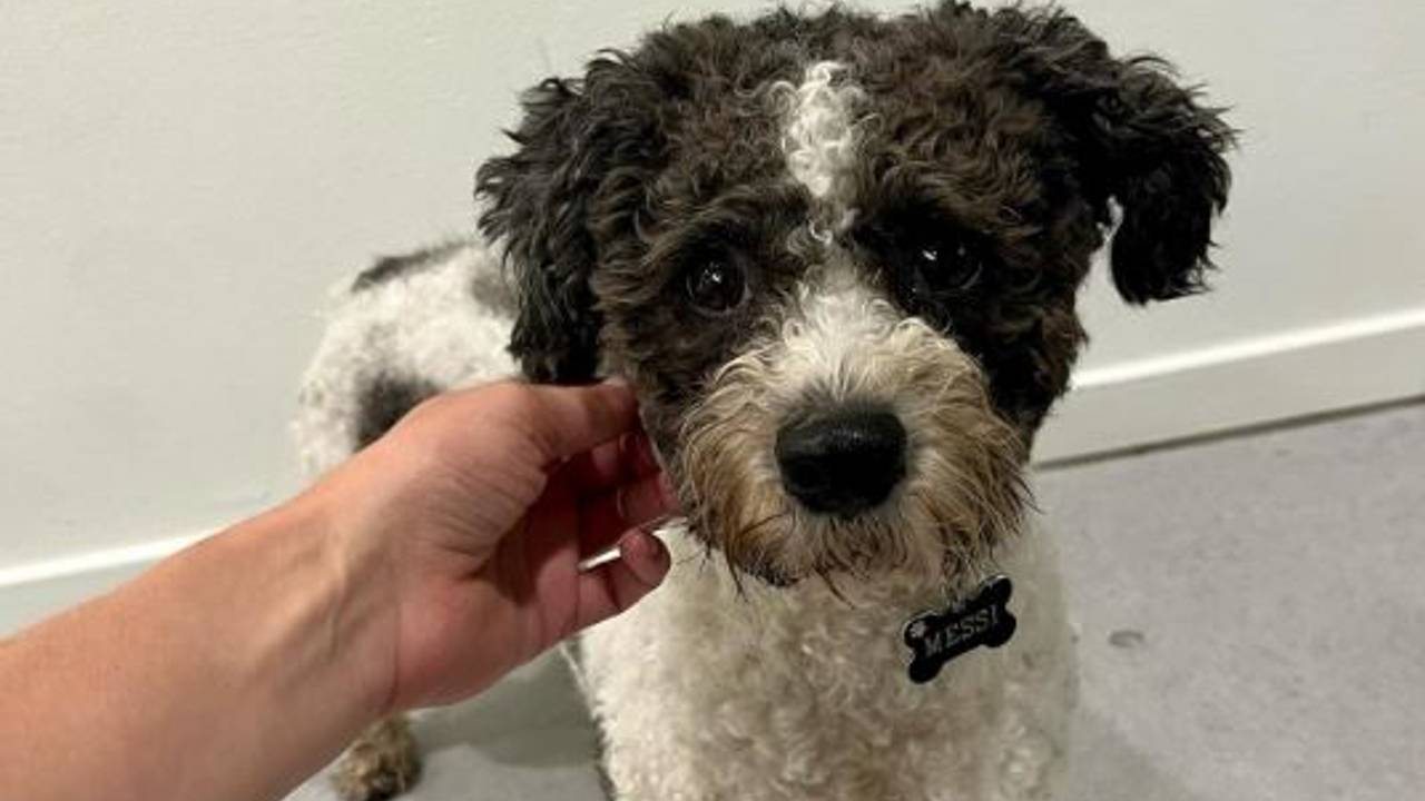 Agenten vermoeden dat  de hond die vrijdagavond werd gevonden bij de Asteriastraat in Tilburg al langer buiten aan de wandel is (foto: Instagram politie Leijdal).