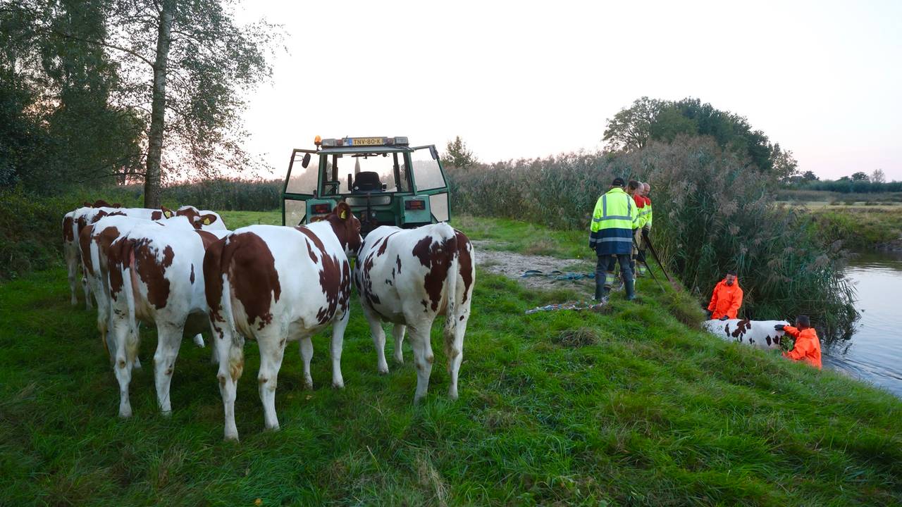 De koe wordt nauwlettend in de gaten gehouden door haar vriendinnen (foto: Sander van Gils/SQ Vision).