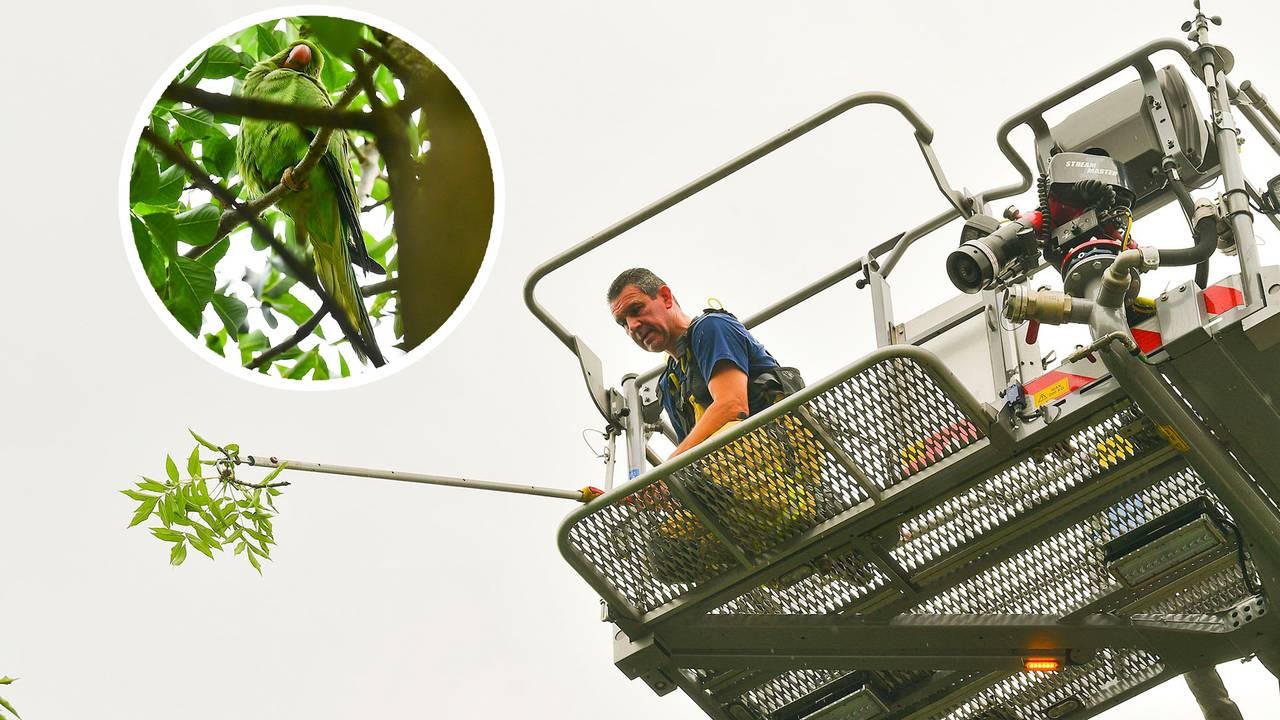 Papegaai houdt brandweer lang bezig, maar vertikt het om mee te werken