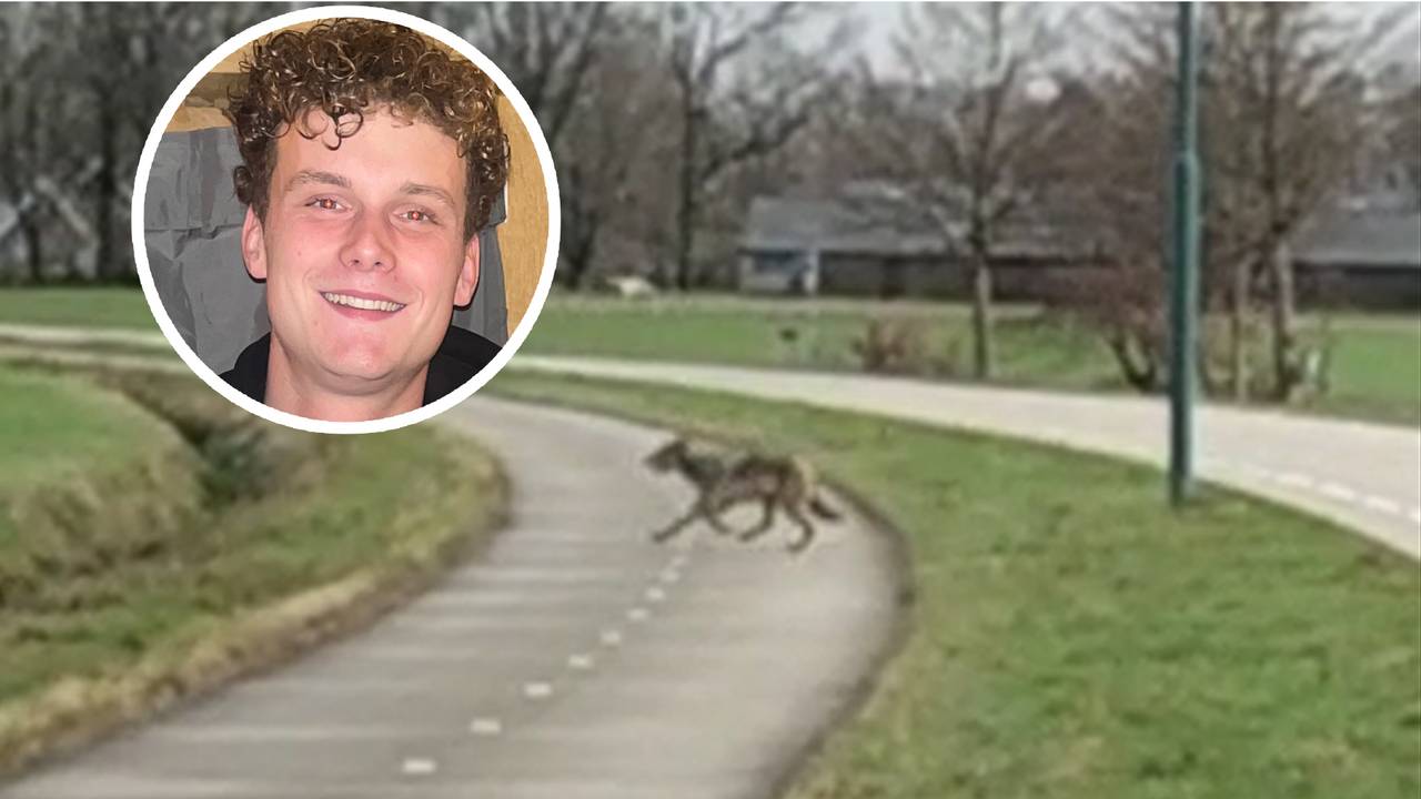 De wolf steekt voor Job zijn auto de weg over (beeld: Job van der Veeken).