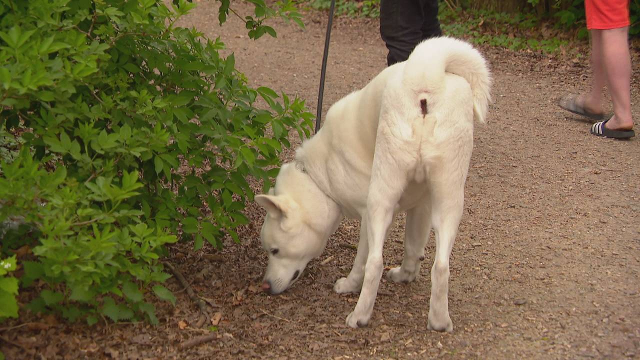 Hond Yuki snuffelt in stadspark Warande