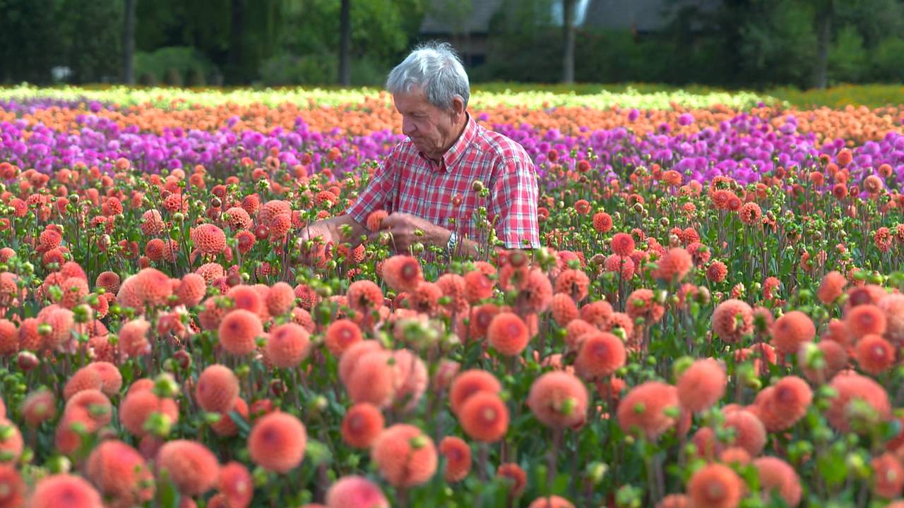 Wil is met zijn 86 jaar de oudste plukker op het veld (foto: Omroep Brabant).