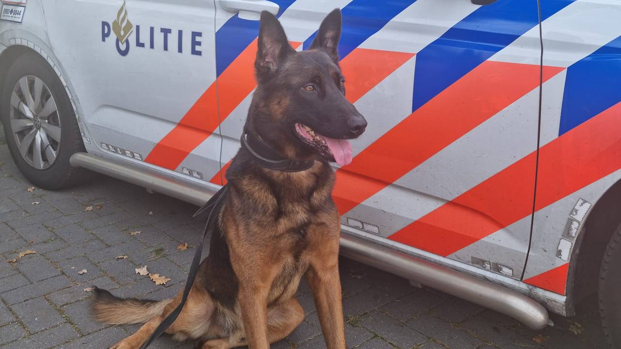 Politiehond Red (foto: {Politie Maashorst& Boekel/Facebook).