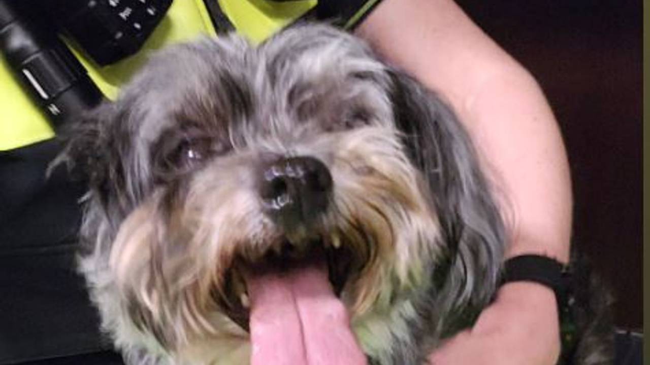 De gevonden hond is naar DOC T in Tilburg gebracht (foto: Instagram politie Markdal). 