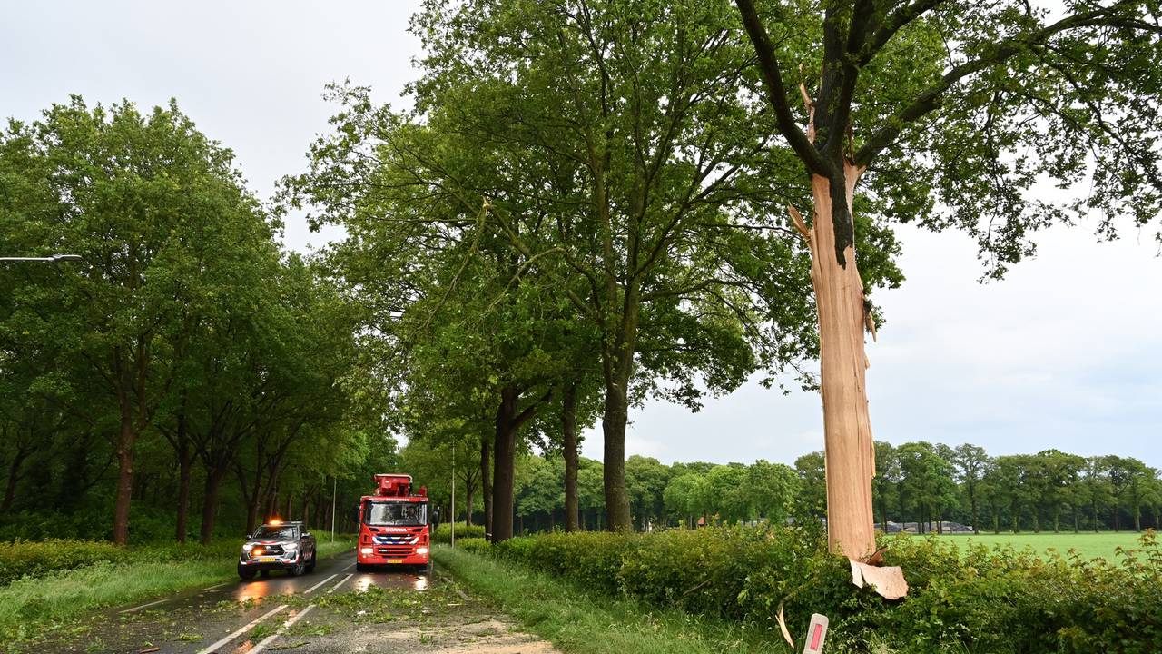 De door de bliksem getroffen boom (foto: Perry Roovers/SQ Vision).