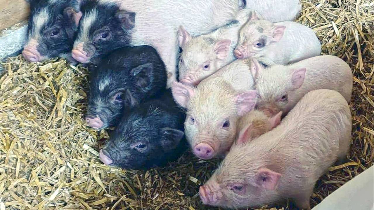 De gedumpte biggetjes (foto: Hobbyvarkenvereniging)