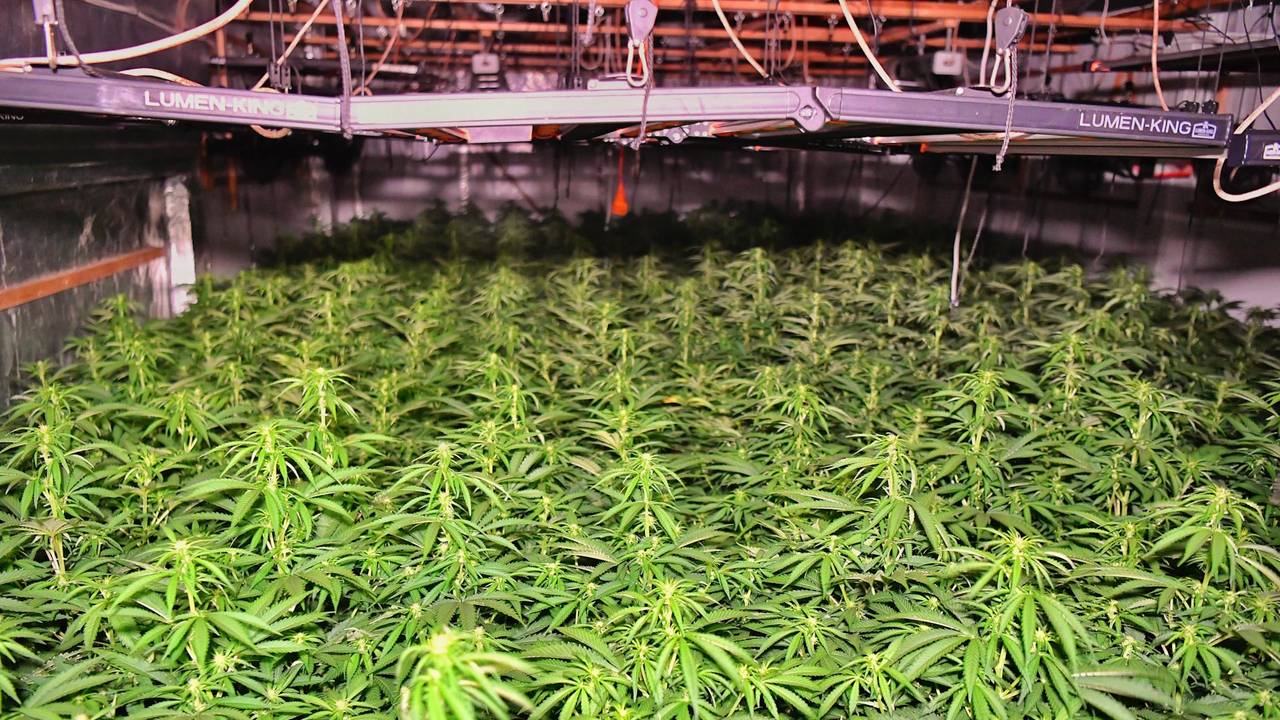 Een grote wietplantage die in 2024 in Valkenswaard werd ontdekt (Foto: Rico Vogels/SQ Vision)