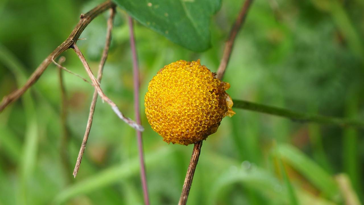 Foto van een stengel met gele bol (foto: Willeke van Delft).
