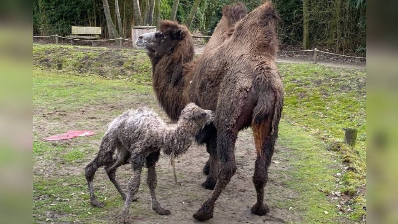 Foto: ZooParc Overloon/Facebook.