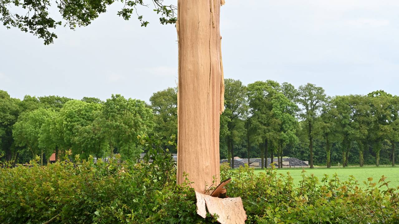 De ontvelde boom (foto: Perry Roovers/SQ Vision).