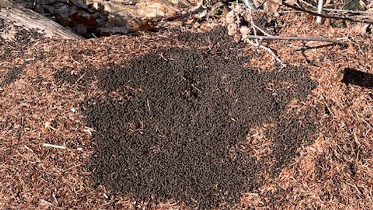 Rode bosmieren warmen hun nest op (foto: Marleen Rodenburg).