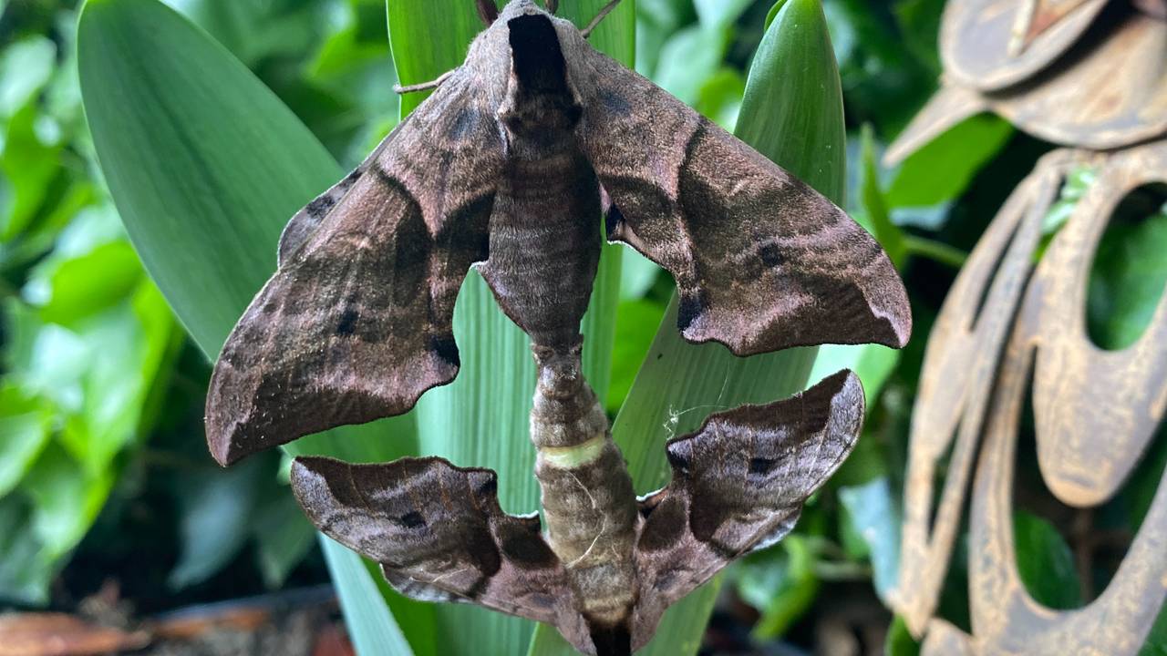 Parende pauwoogpijlstaaren (foto; Carine Wortelboer)