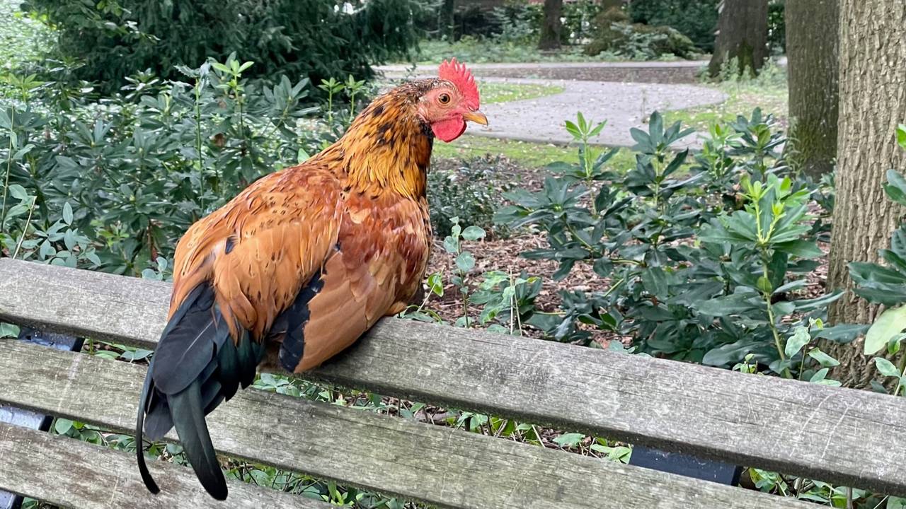 Een van de tientallen hanen in het processiepark in Sint Willebrord
