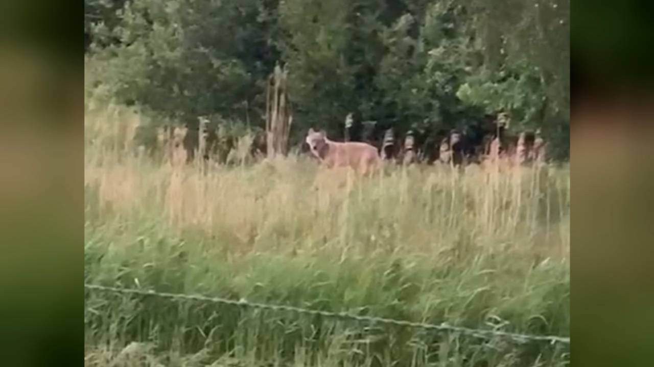 Wolf gespot in de buurt bij Haarsteeg
