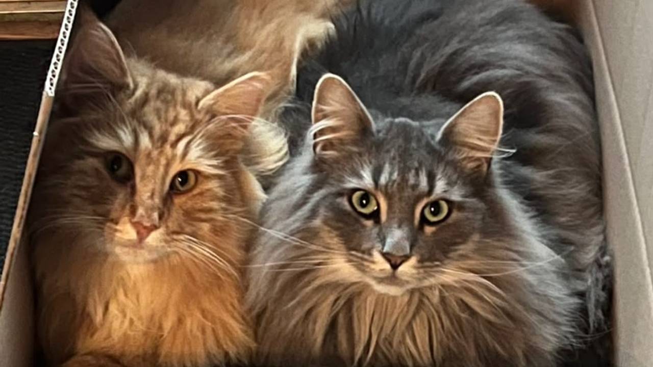 Elvie met haar broertje Kinkie (foto: Jolanda de Weert).