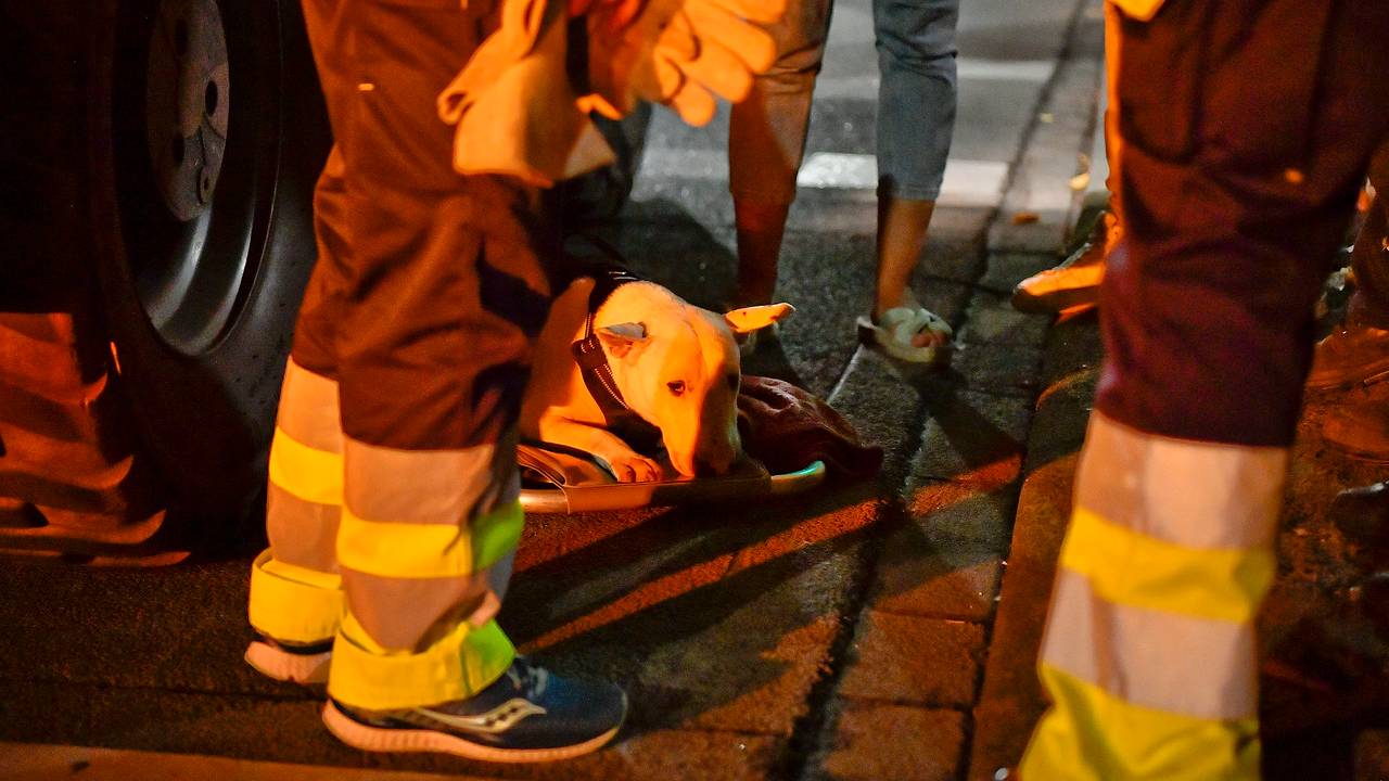 Foto: Rico Vogels/SQ Vision