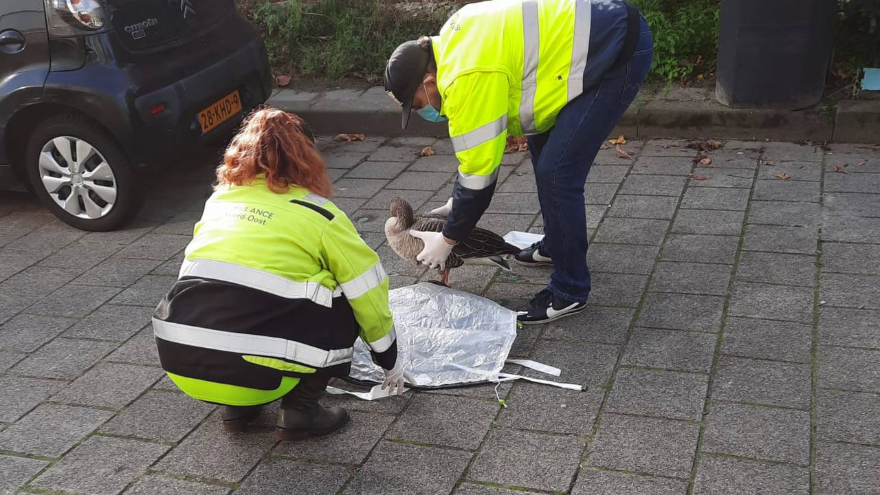 Ambulanza animale inondata di segnalazioni di influenza aviaria: peggio del solito