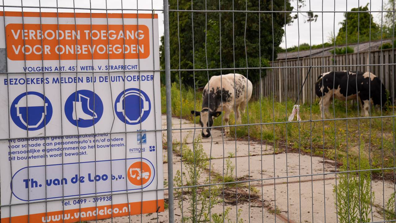 De koeien zijn voor de veiligheid ingesloten op een bouwterrein (foto: Harrie Grijseels/SQ Vision).