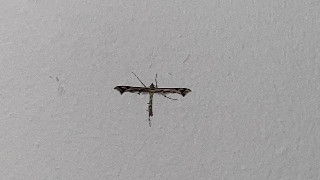 Welk insect heeft vampierachtige vleugels? Frans Kapteijns antwoordt Omroep Brabant