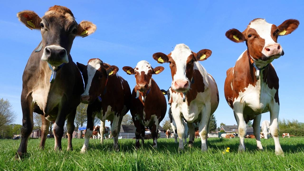 Les agriculteurs du Brabant reçoivent 45 millions de La Haye à un rythme accéléré