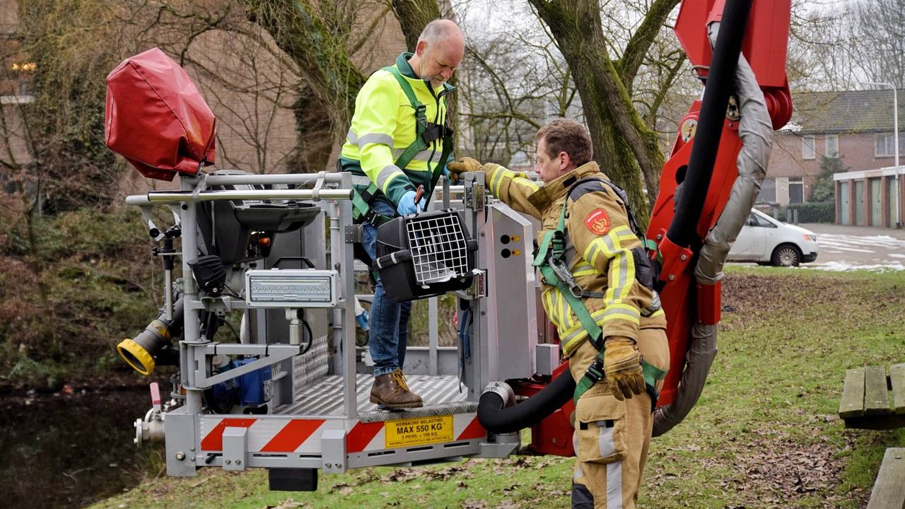 De meeuw werd gered (foto: Toby de Kort / SQ Vision).
