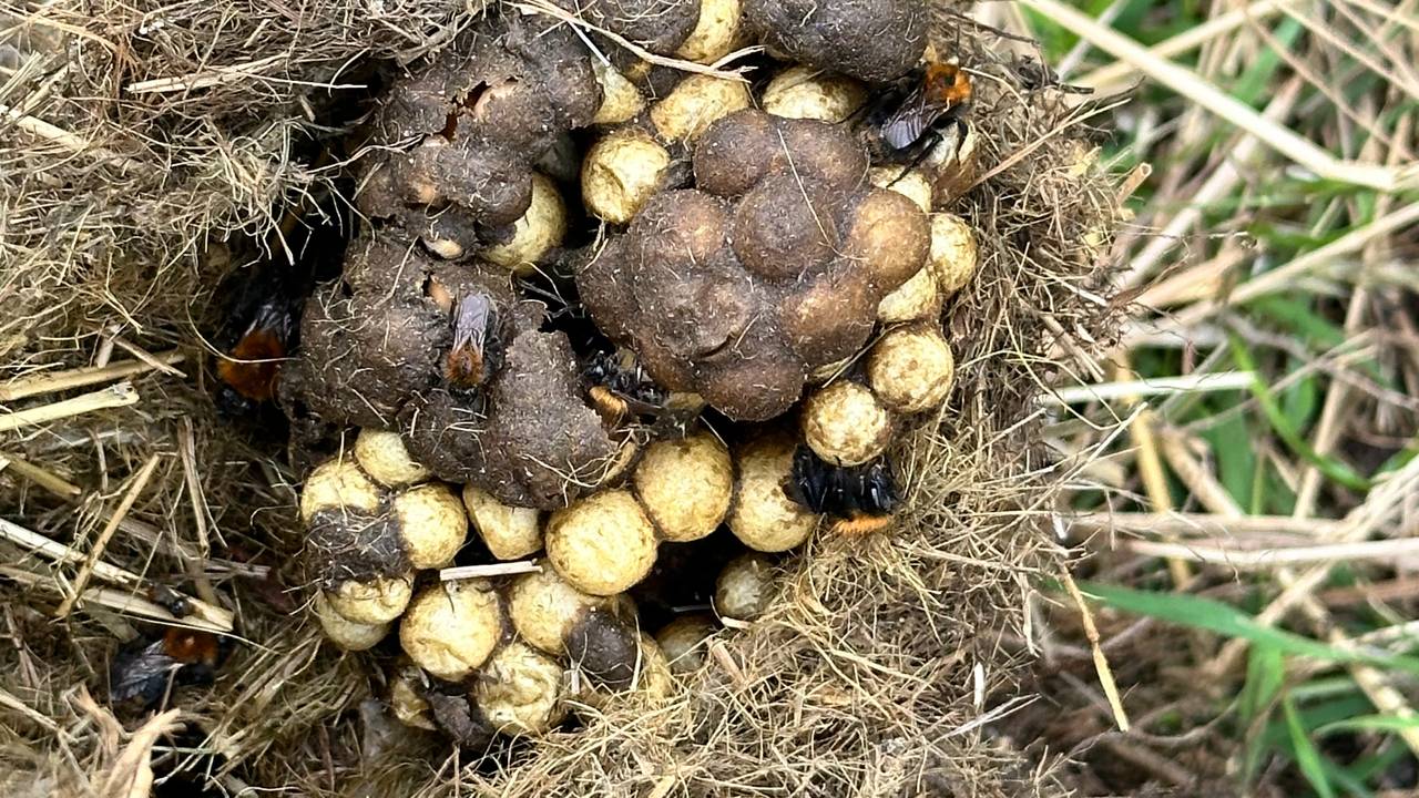 Een hommelnest in een pak hooi (foto: Dick de Waal).