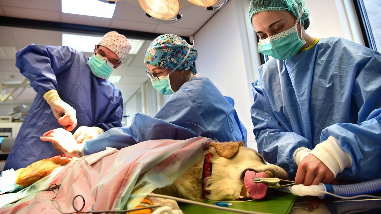 Een operatie van een hond in een dierenziekenhuis (foto: ANP)
