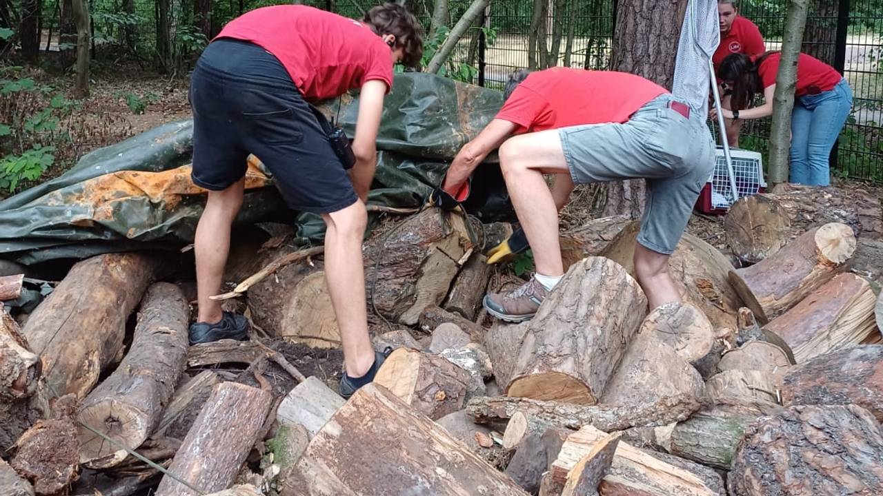 Foto: Dierenambulance Den Bosch