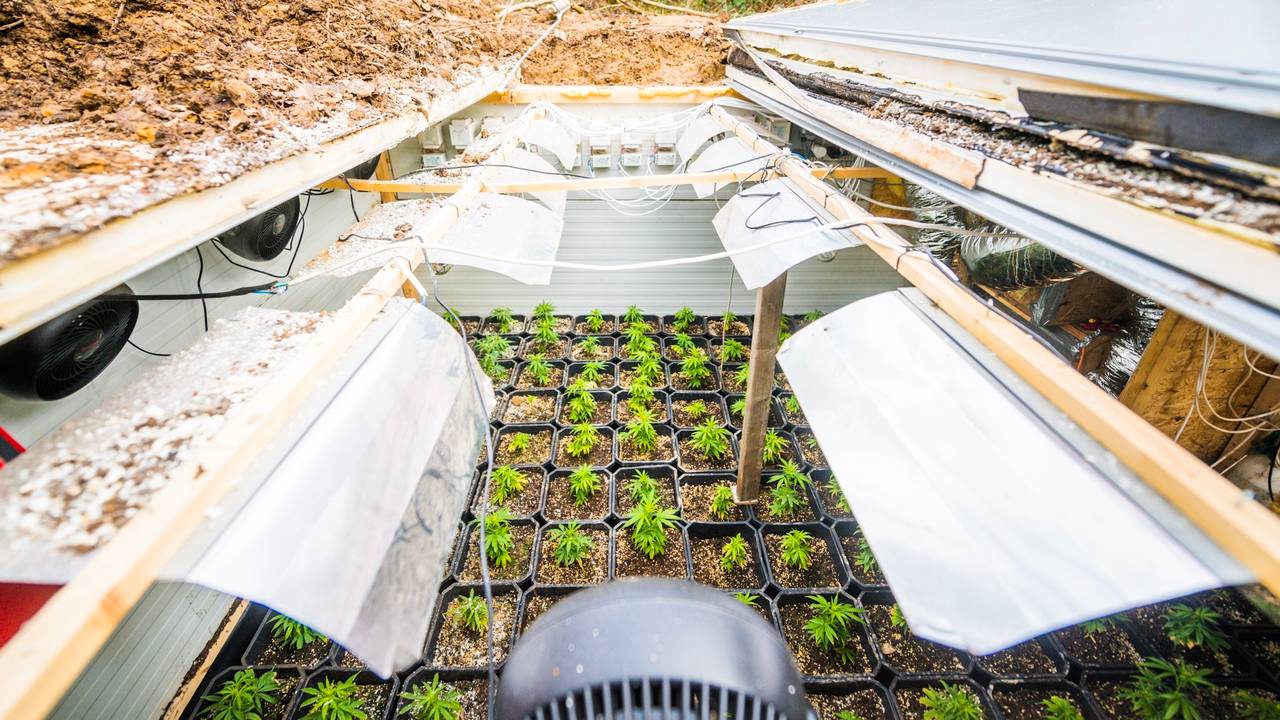 Wietplantjes in de ingegraven hennepkelder in Son (foto: Sem van Rijssel/SQ Vision).