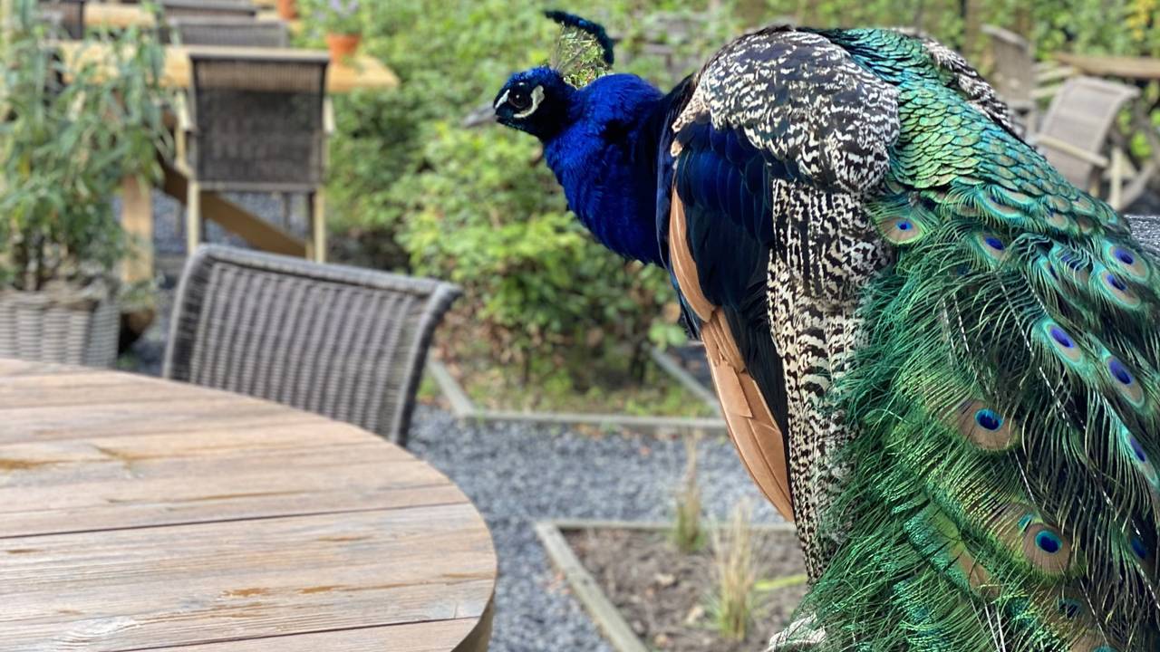 Jeroen Pauw op het terras (privéfoto).