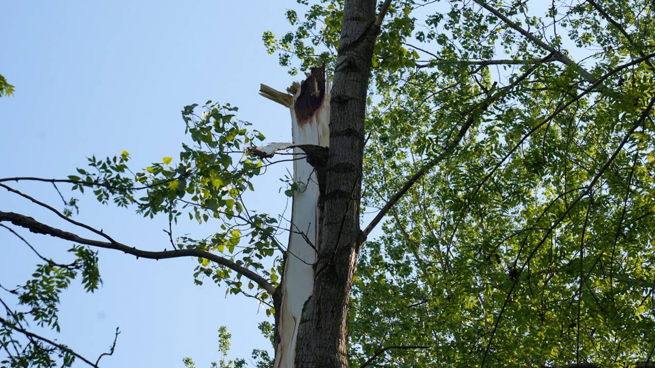 Een tak brak van de boom aan de Veldbeemd in Helmond (foto: Harrie Grijseels/SQ Vision).